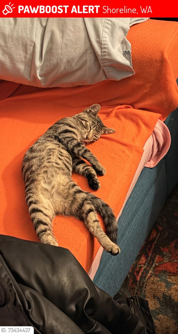 Lost Female Cat last seen Ne 155th st & 27th Ave Ne, Shoreline, WA 98155