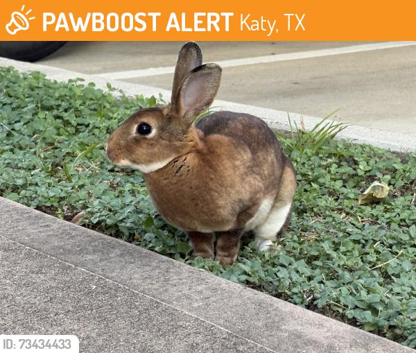 Found/Stray Unknown Rabbit last seen Kingsland & Cobia, Marquis Reserve apmts, Katy, TX 77494