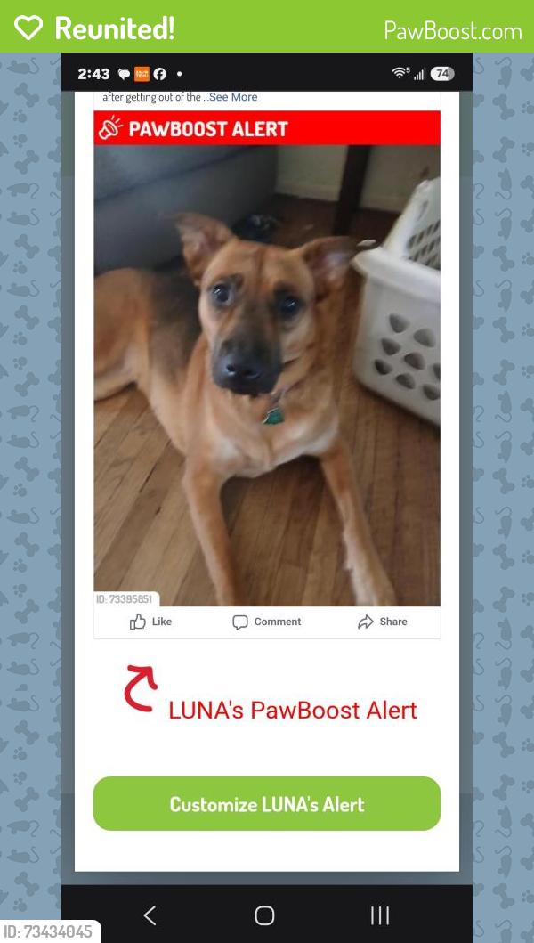 Reunited Female Dog last seen Delware/McKellips between Ironwoid and Meridian, Apache Junction, AZ 85120