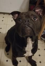 Reunited Male Dog last seen Peden and taft, Houston, TX 77006