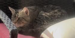 Found/Stray Unknown Cat last seen Max Becker Drive, Kitchener, ON 