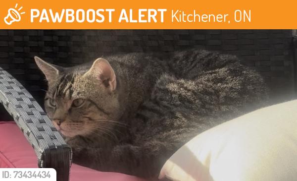 Found/Stray Unknown Cat last seen Max Becker Drive, Kitchener, ON 