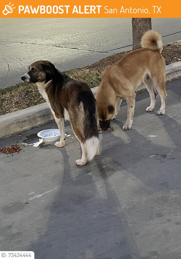 Found/Stray Unknown Dog last seen By heb what a burger/ wendys, San Antonio, TX 78223