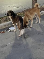 Found/Stray Unknown Dog last seen By heb what a burger/ wendys, San Antonio, TX 78223