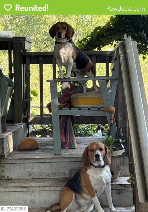 Reunited Male Dog last seen Gateway Plaza, Santa Cruz, CA 95060