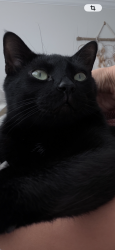 Lost Male Cat last seen Near jacaranda dr, Plantation, FL 33324