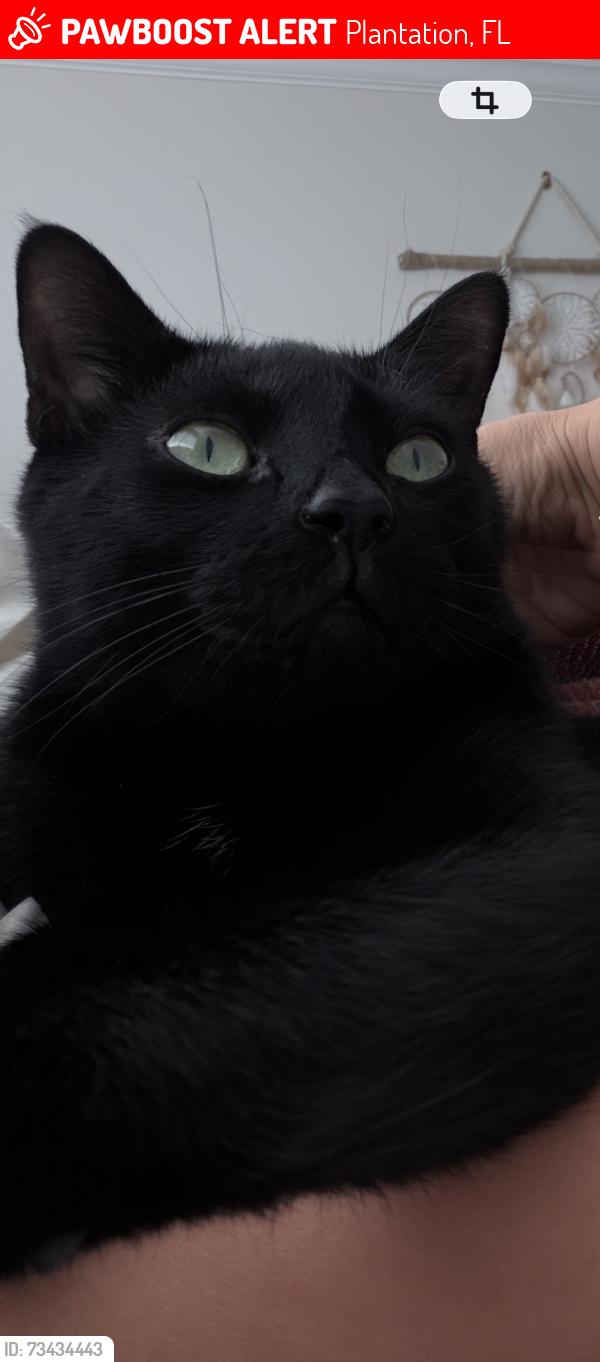 Lost Male Cat last seen Near jacaranda dr, Plantation, FL 33324