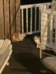 Found/Stray Unknown Cat last seen Zimmermans auto, Mechanicsburg, PA 17055