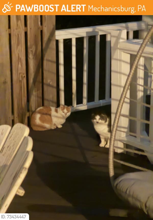 Found/Stray Unknown Cat last seen Zimmermans auto, Mechanicsburg, PA 17055