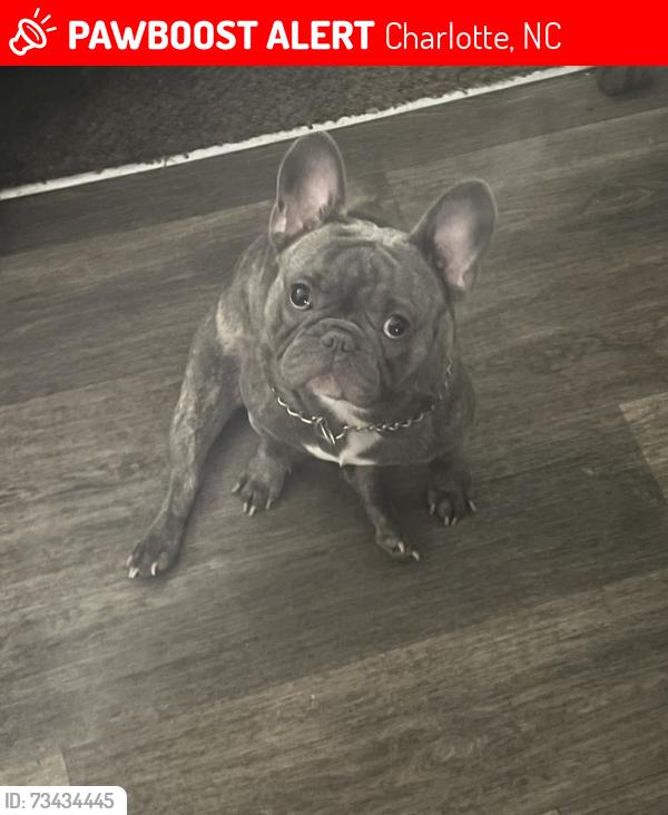 Lost Male Dog last seen Moores chapel road, Charlotte, NC 28214