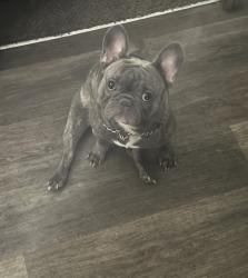 Lost Male Dog last seen Moores chapel road, Charlotte, NC 28214