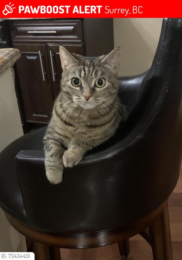 Lost Female Cat last seen 177st, Surrey, BC 