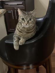 Lost Female Cat last seen 177st, Surrey, BC 