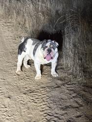 Found/Stray Male Dog last seen Found in mountains of mead valley, Perris, CA 92570