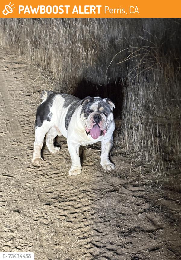 Found/Stray Male Dog last seen Found in mountains of mead valley, Perris, CA 92570