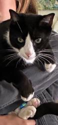 Lost Male Cat last seen Portofino and Longboat, Del Mar, CA 92014