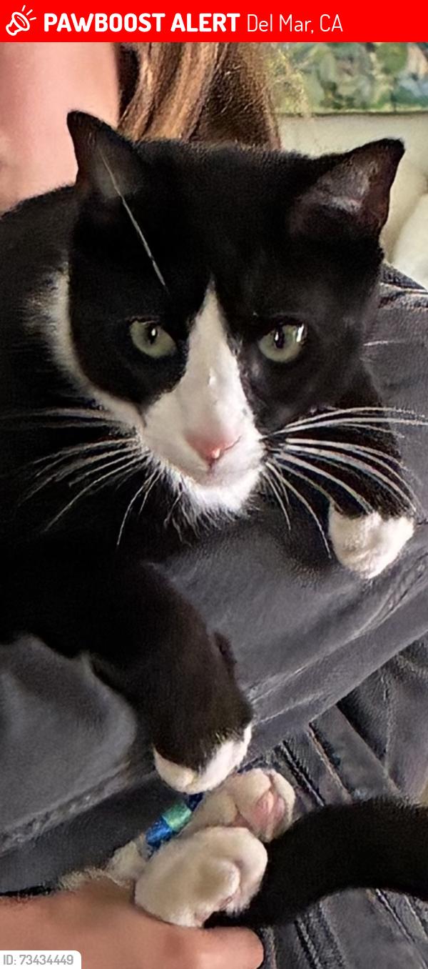Lost Male Cat last seen Portofino and Longboat, Del Mar, CA 92014