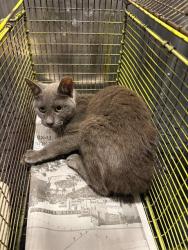 Shelter Stray Male Cat last seen Near BLOCK FOSTER MEADOW, 4710 TX-151, San Antonio, TX 78227, USA