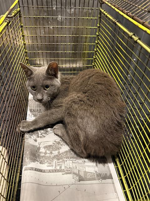 Shelter Stray Male Cat last seen Near BLOCK FOSTER MEADOW, 4710 TX-151, San Antonio, TX 78227, USA