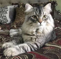 Lost Male Cat last seen Archer, Blackstone,Kazwell, Mount, Willow Springs, IL 60480
