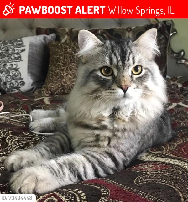 Lost Male Cat last seen Archer, Blackstone,Kazwell, Mount, Willow Springs, IL 60480