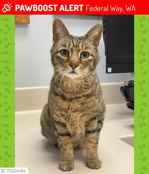 Lost Male Cat last seen 326th Street and 51st Ave SW, Federal Way, WA 98023