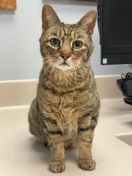 Lost Male Cat last seen 326th Street and 51st Ave SW, Federal Way, WA 98023
