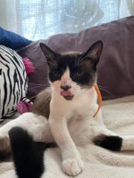 Reunited Female Cat last seen Near sally way, Roseville, CA 95661