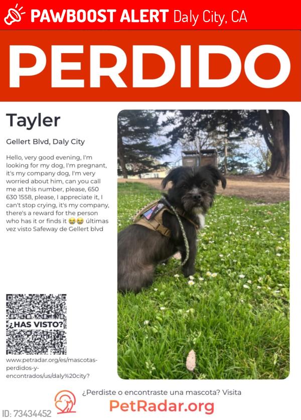 Lost Male Dog last seen Gellert blvd south San Francisco, Daly City, CA 94015