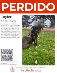 Lost Male Dog last seen Gellert blvd south San Francisco, Daly City, CA 94015