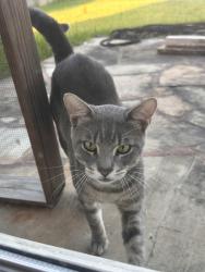 Found/Stray Male Cat last seen Calico Canyon LN Pearland, TX, Pearland, TX 77581