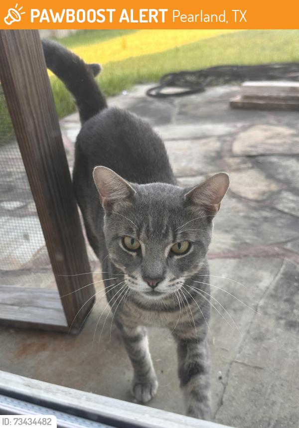 Found/Stray Male Cat last seen Calico Canyon LN Pearland, TX, Pearland, TX 77581