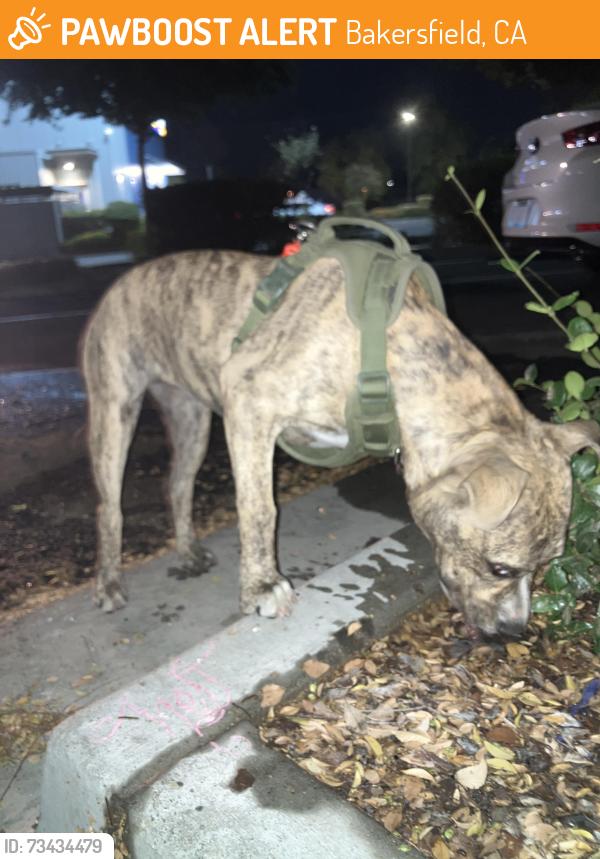 Found/Stray Female Dog last seen Near Columbus St, Bakersfield, CA 93305, Bakersfield, CA 93305