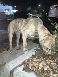 Found/Stray Female Dog last seen Near Columbus St, Bakersfield, CA 93305, Bakersfield, CA 93305