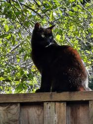 Lost Female Cat last seen Between River Rd and W. Sacramento, Chico, CA 95928
