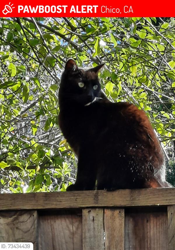 Lost Female Cat last seen Between River Rd and W. Sacramento, Chico, CA 95928
