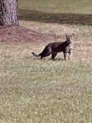 Found/Stray Unknown Cat last seen Field area next to (left of) Pop’s Comfort Kitchen., Memphis, TN 38134