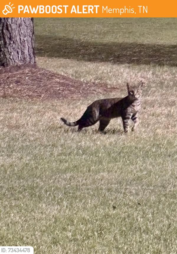 Found/Stray Unknown Cat last seen Field area next to (left of) Pop’s Comfort Kitchen., Memphis, TN 38134