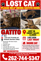 Lost Male Cat last seen Wheatland terr, Cherry Valley, IL 61016