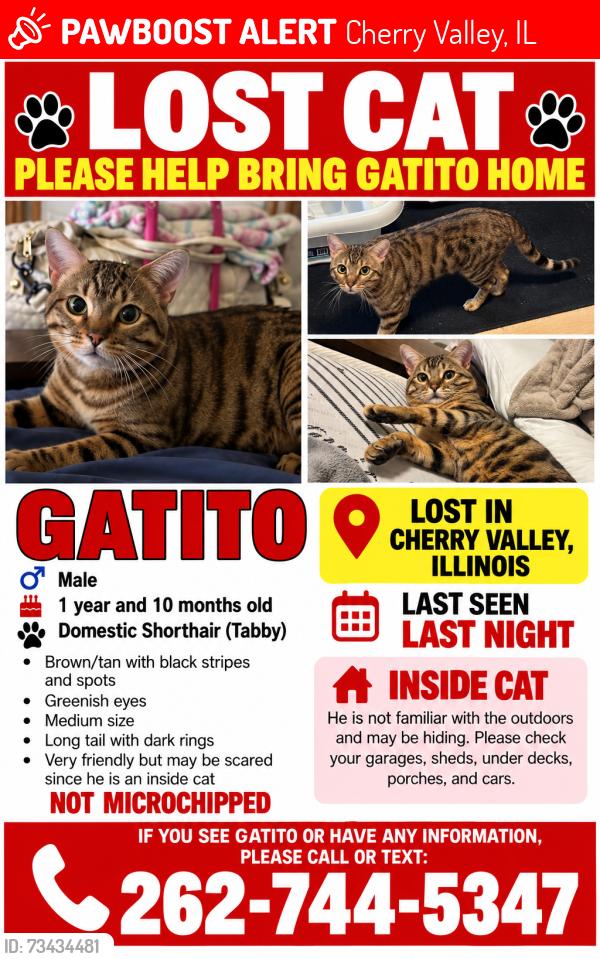 Lost Male Cat last seen Wheatland terr, Cherry Valley, IL 61016