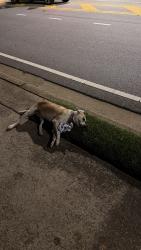Found/Stray Unknown Dog last seen Near quality foods greer, Greer, SC 29651