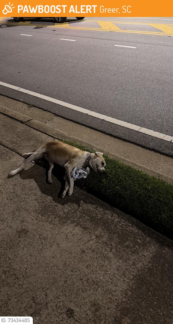 Found/Stray Unknown Dog last seen Near quality foods greer, Greer, SC 29651