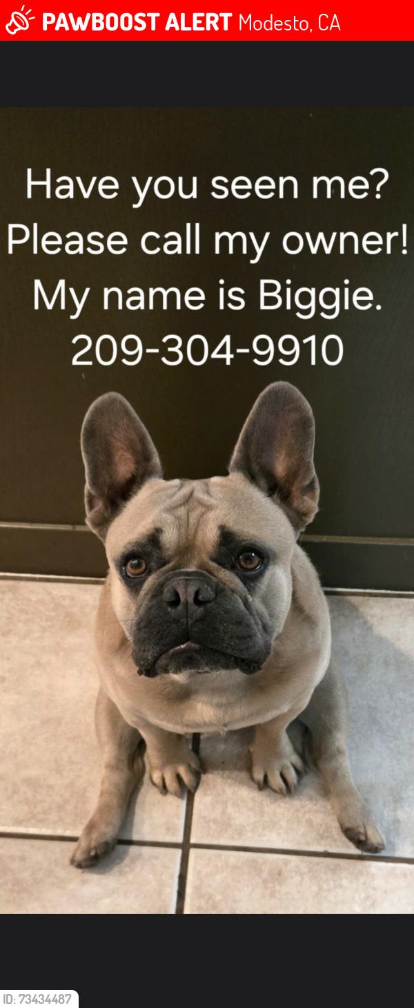 Lost Male Dog last seen Carpenter rd., Modesto, CA 95358