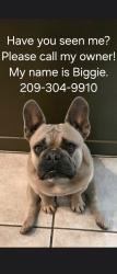 Lost Male Dog last seen Carpenter rd., Modesto, CA 95358