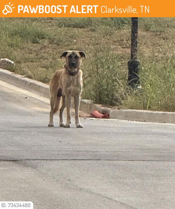 Found/Stray Unknown Dog last seen Longview Ridge Subdivision, Clarksville, TN 37043