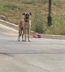 Found/Stray Unknown Dog last seen Longview Ridge Subdivision, Clarksville, TN 37043