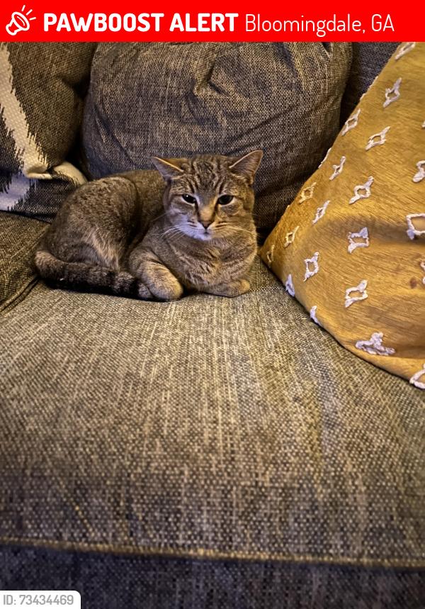 Lost Female Cat last seen Aspire at New Hampstead, Bloomingdale, GA 31302