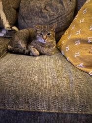 Lost Female Cat last seen Aspire at New Hampstead, Bloomingdale, GA 31302