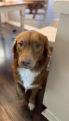 Reunited Female Dog last seen Taco Bell / Walmart, La Marque, TX 77568