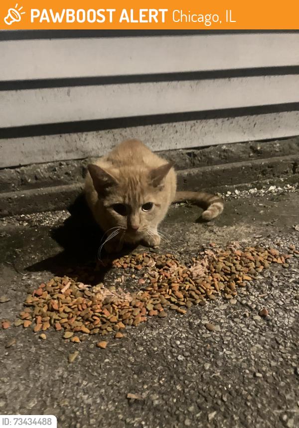Found/Stray Unknown Cat last seen Barry and Lamont, Chicago, IL 60641